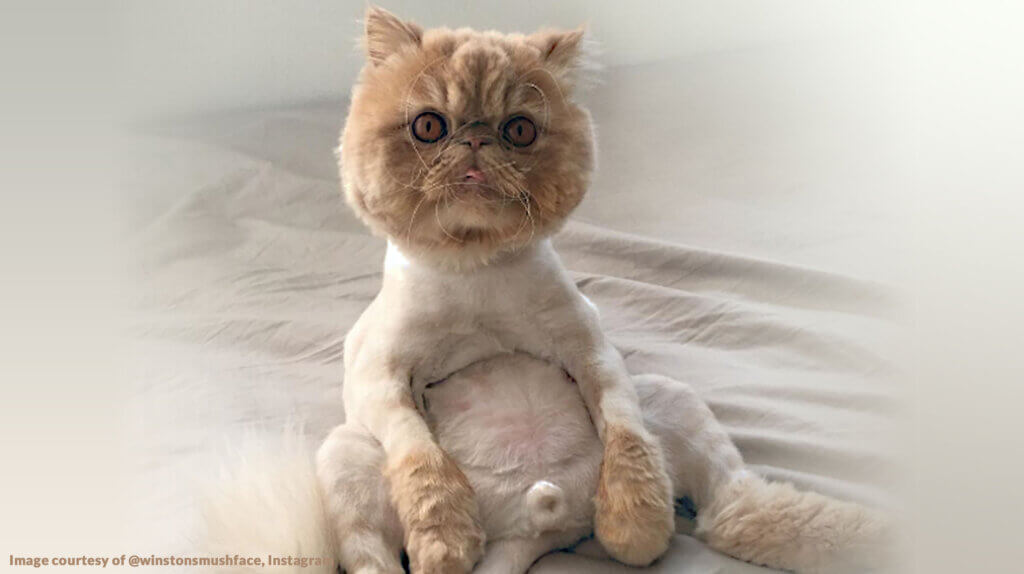 Shaved Persian cat – image courtesy of @winstonmushface, via Instagram – edited by Ask An Iranian - are all Iranians hairy?