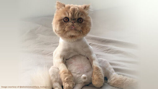 Shaved Persian cat - image courtesy of @winstonmushface, via Instagram - edited by Ask An Iranian